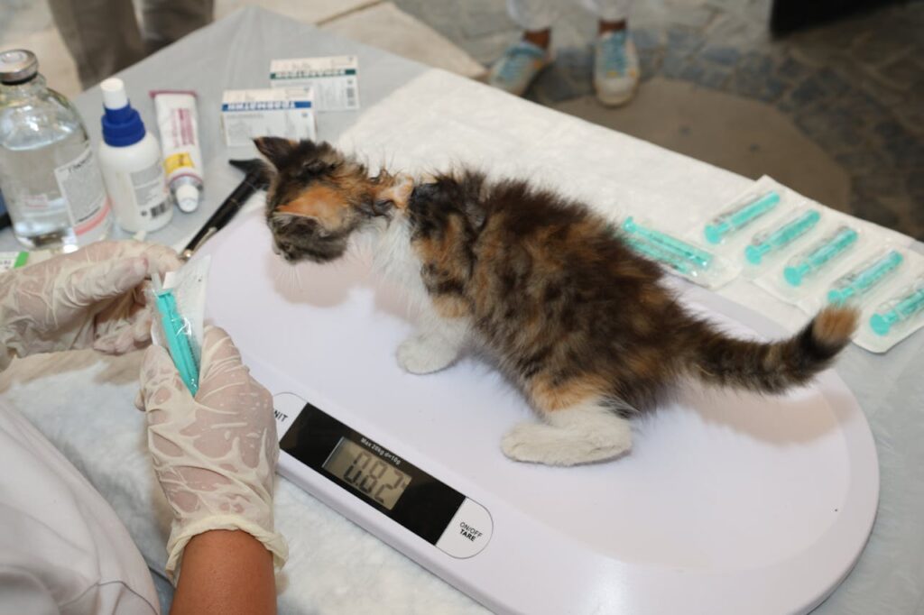 Pet Medicines Saudi Arabia