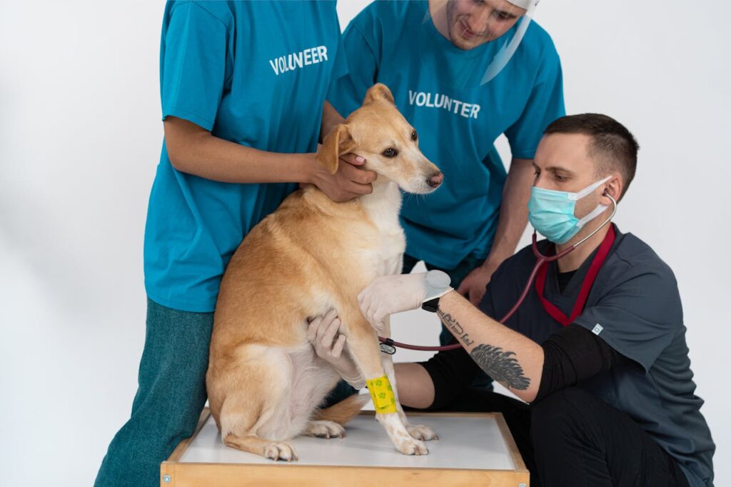 Animal treatment solutions